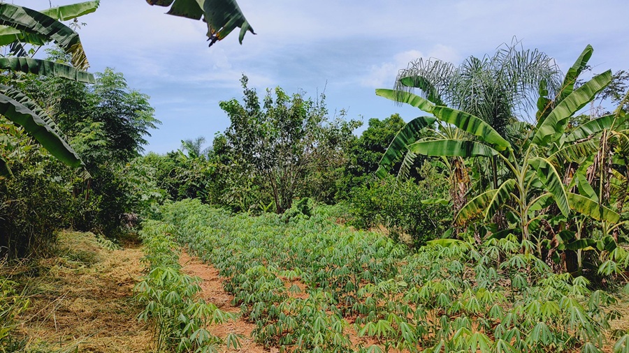 15 de abril: conservar o solo é preservar a vida, a água e o futuro dos territórios